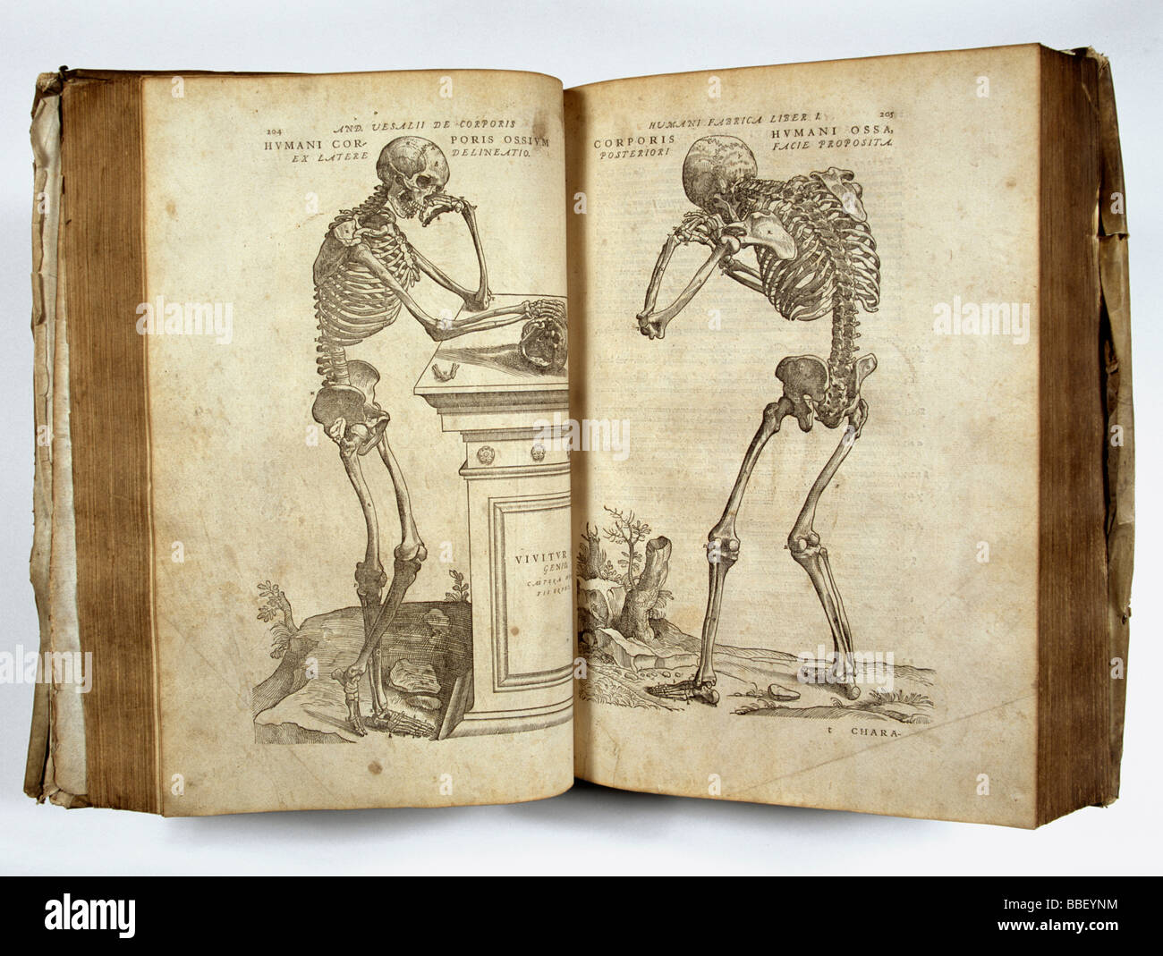 Exeter Cathedral: Medical Book With Skeletons Stock Photo