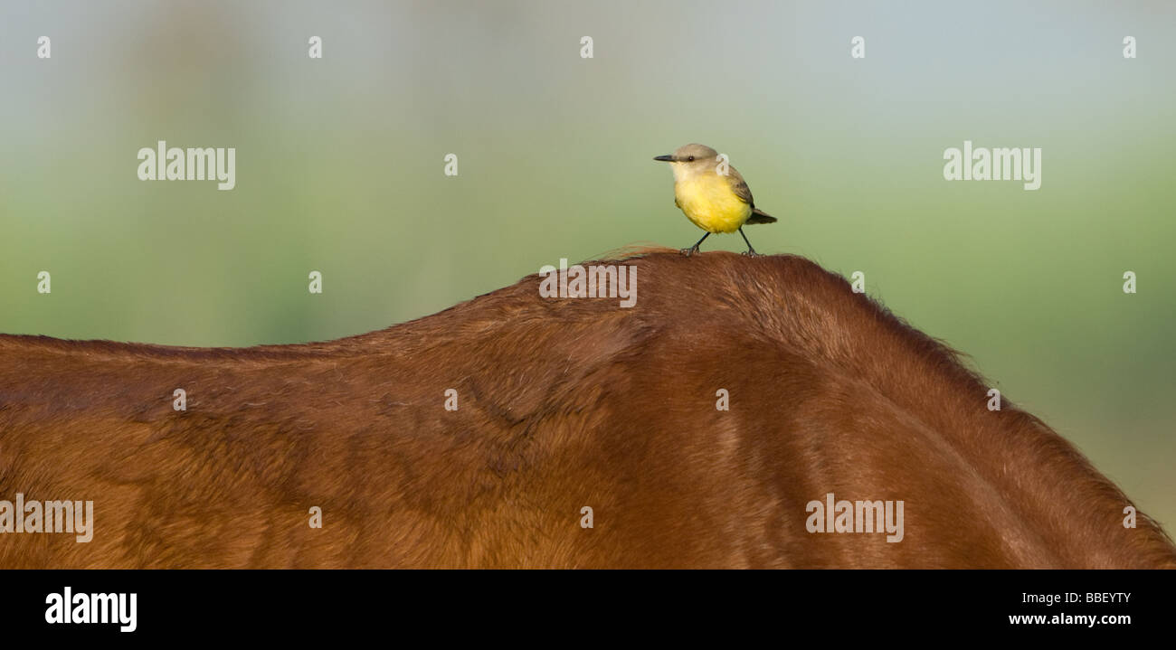 Cattle Tyrant perched on a horse's back Stock Photo