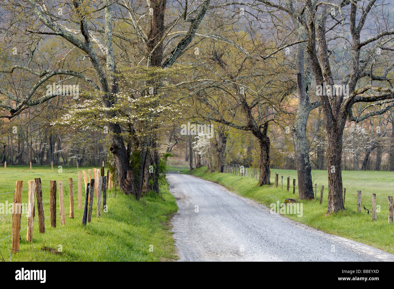 Spring Morning on Sparks Lane in Cades Cove of the Great Smoky