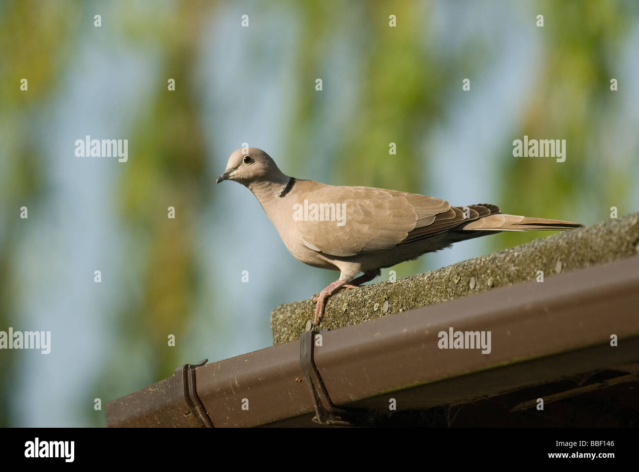 Flying collared dove hires stock photography and images Alamy