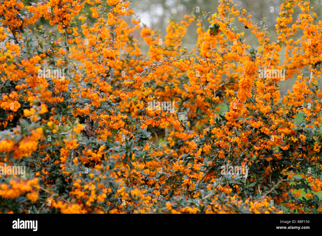 Selective Focus Close-up of a Large Berberis Darwinii with Bright Orange Flowers Stock Photo
