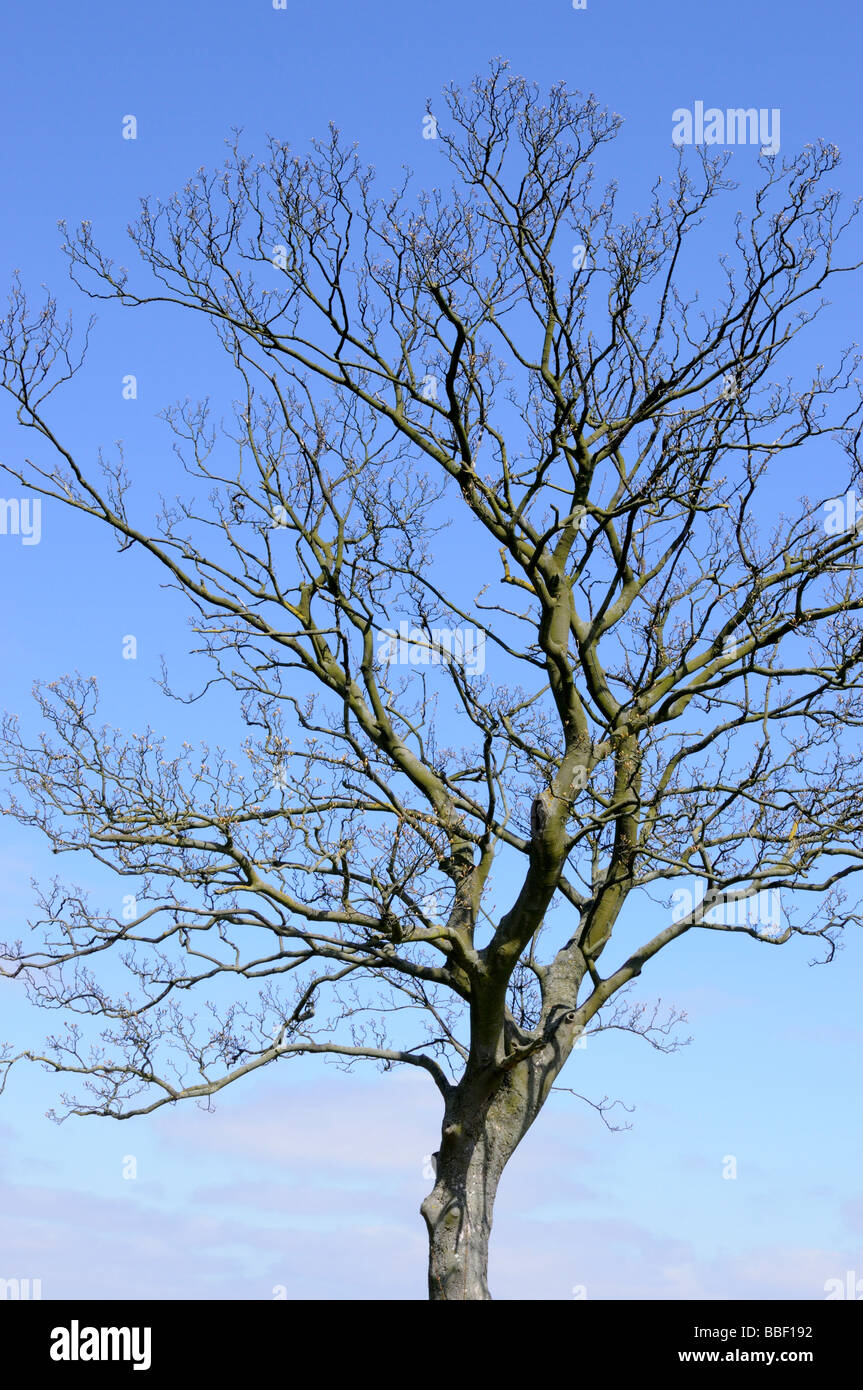 A Tree, Just Budding, Outlined Against a Blue Sky Stock Photo