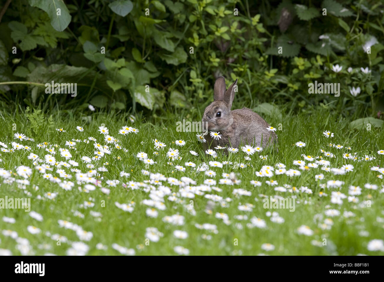 Wild Rabbit Eating Daisy - Orydolagus cuniculus Stock Photo