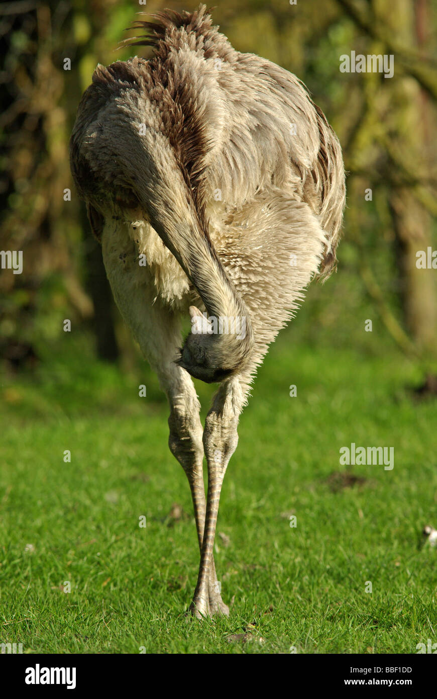 Greater Rhea Rhea Americana Stock Photo Alamy