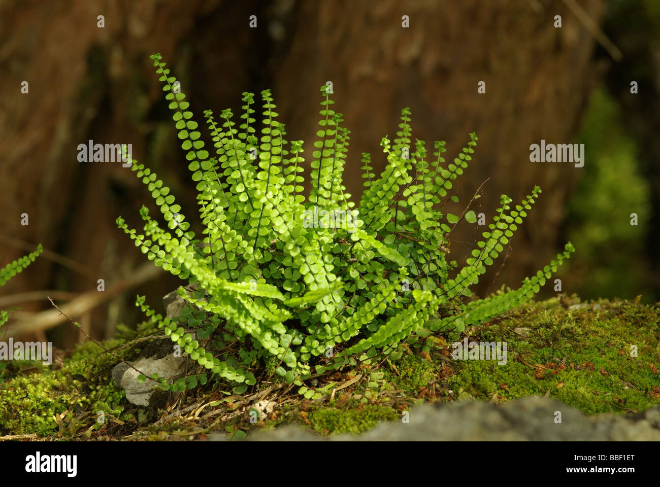 Common spleenwort - Asplenium trichomanes Stock Photo
