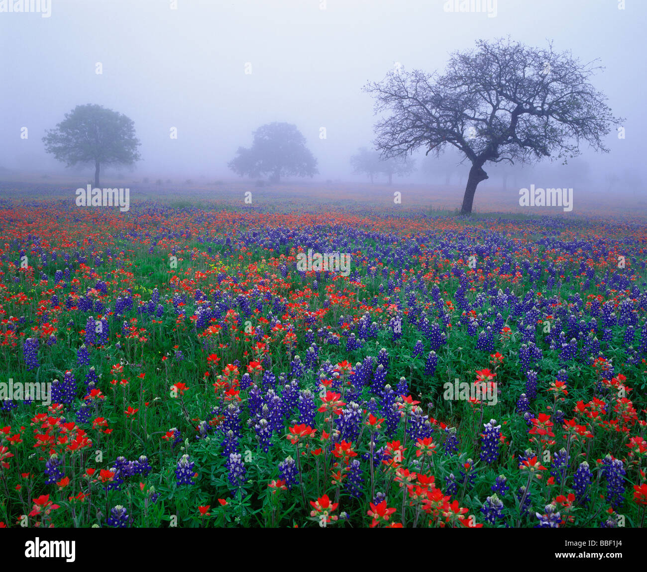 Wildflowers cover the foggy Texas landscape filled with Texas