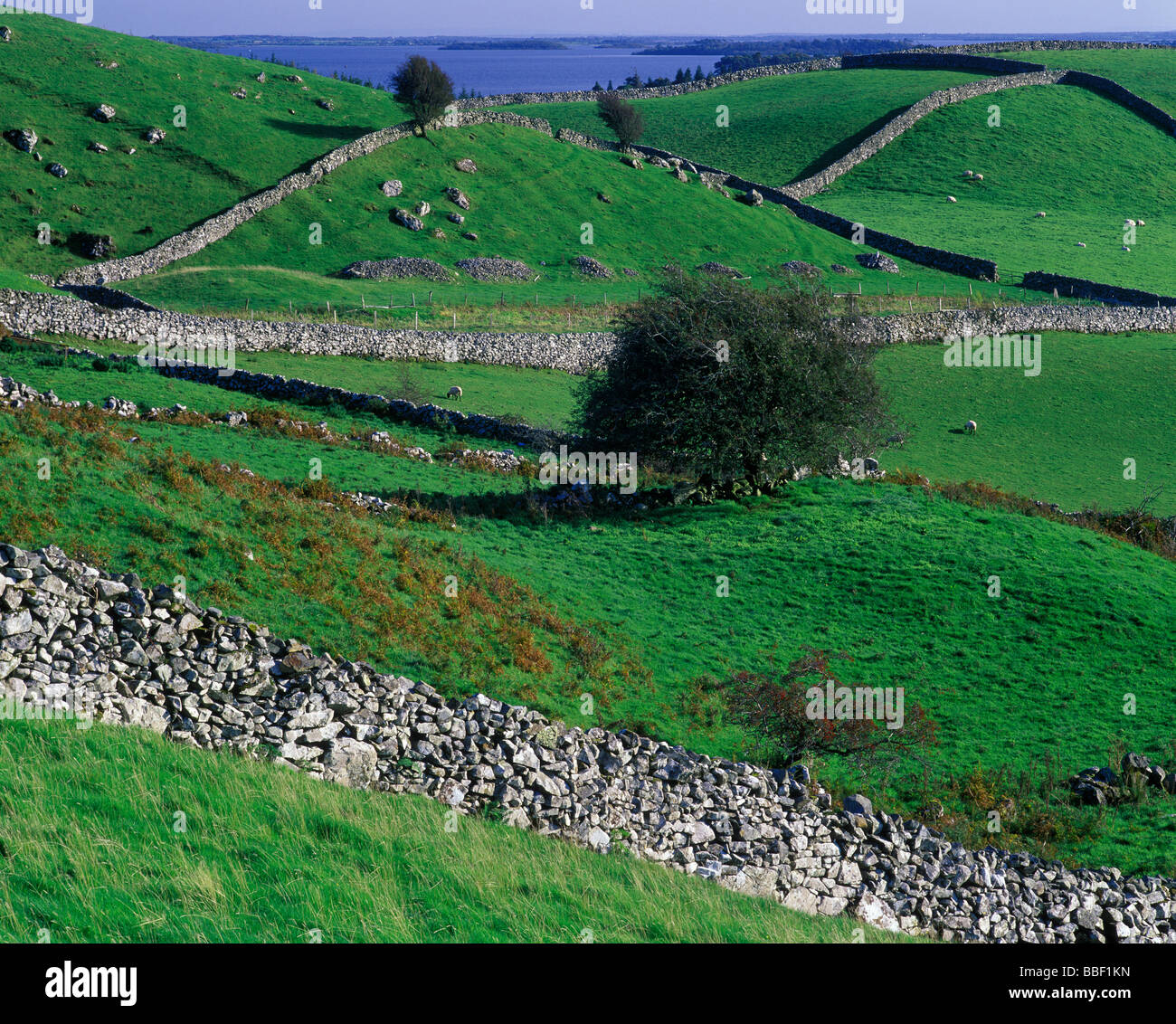 Rolling Fields with stone walls at Lough Corrib in the rural area outside the Town of Cong County Galway Ireland Stock Photo