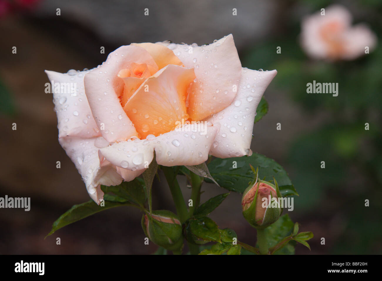 Roses at Duke Gardens, Durham NC USA Stock Photo