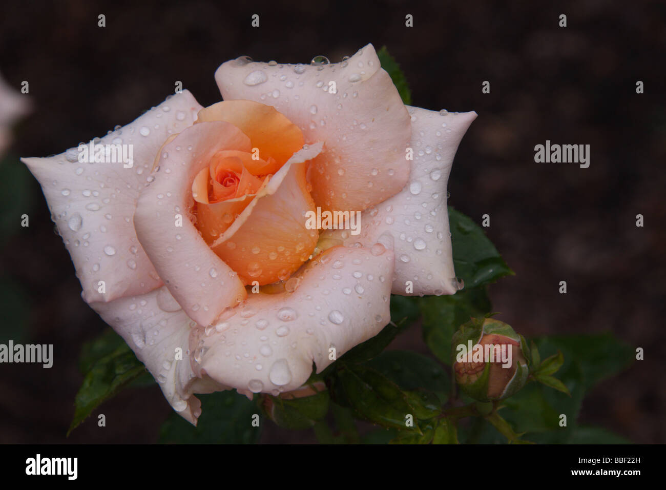 Roses at Duke Gardens, Durham NC USA Stock Photo Alamy