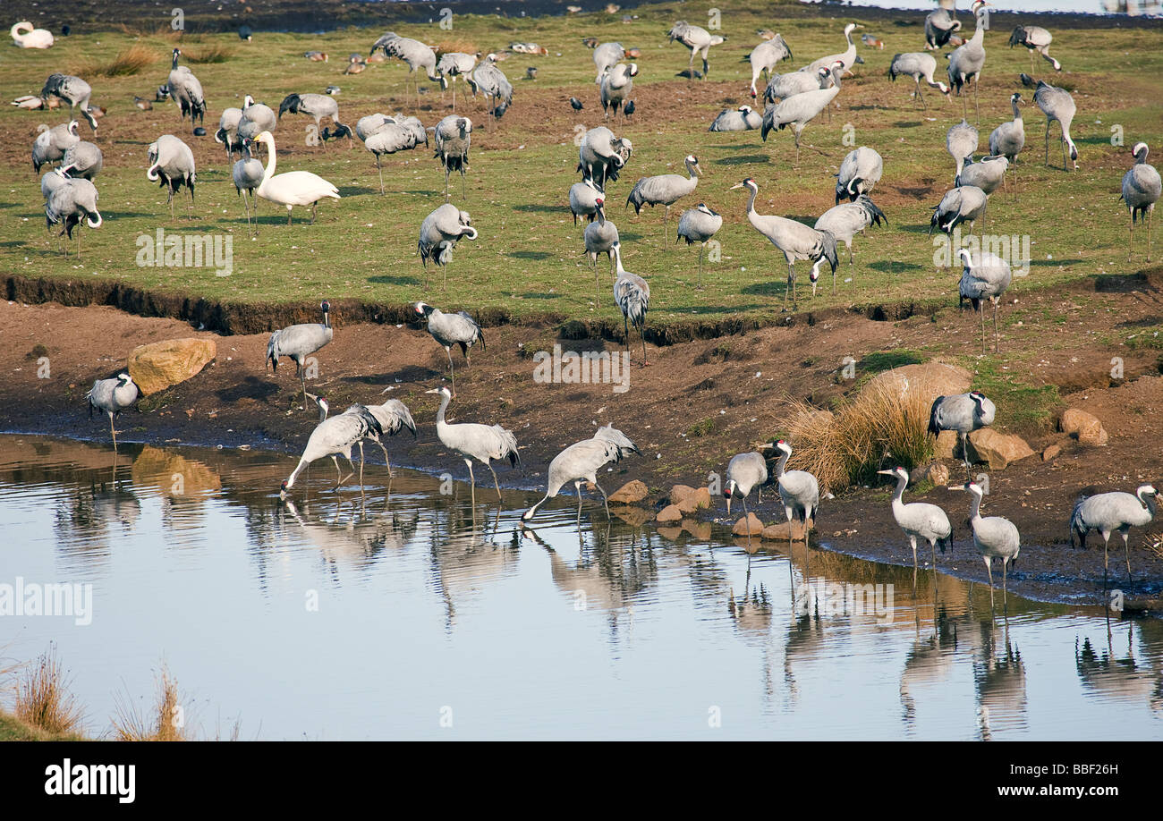 Cranes (Grus grus) on migration resting at Lake Hornborga, with some coming down to drink, Stock Photo