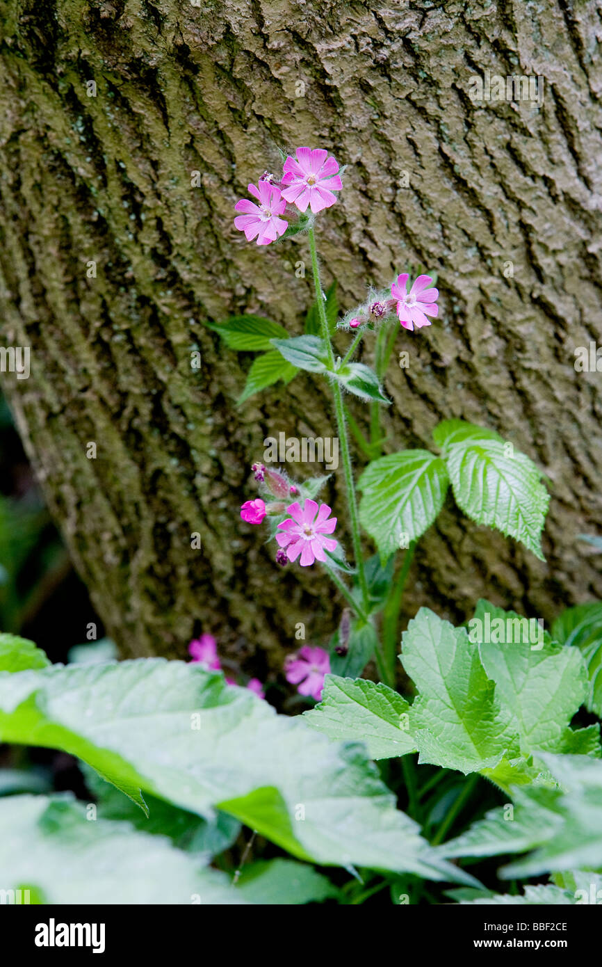 Red Campion plants against an Oak tree trunk in woodland Stock Photo
