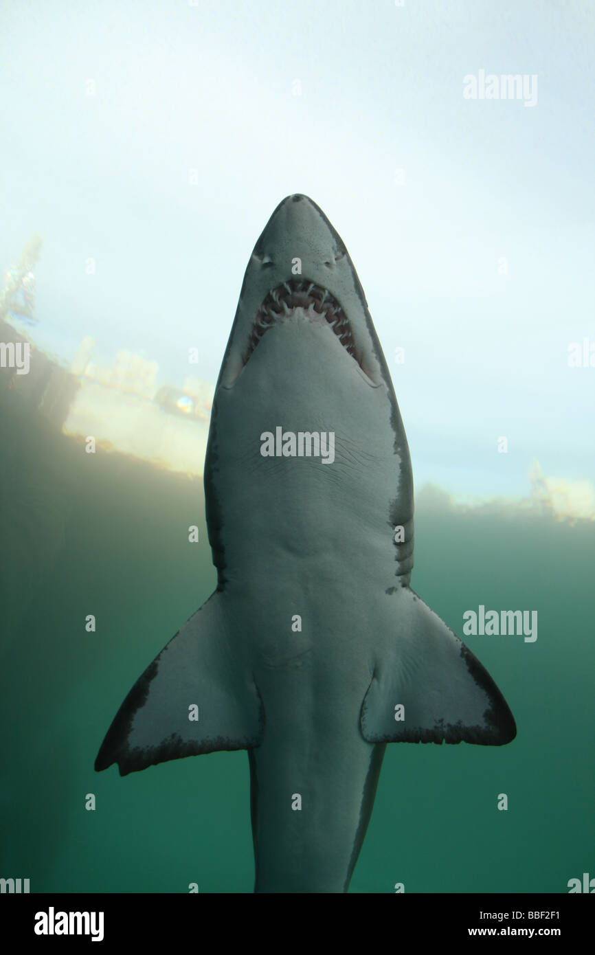 Underwater Shark Stock Photo