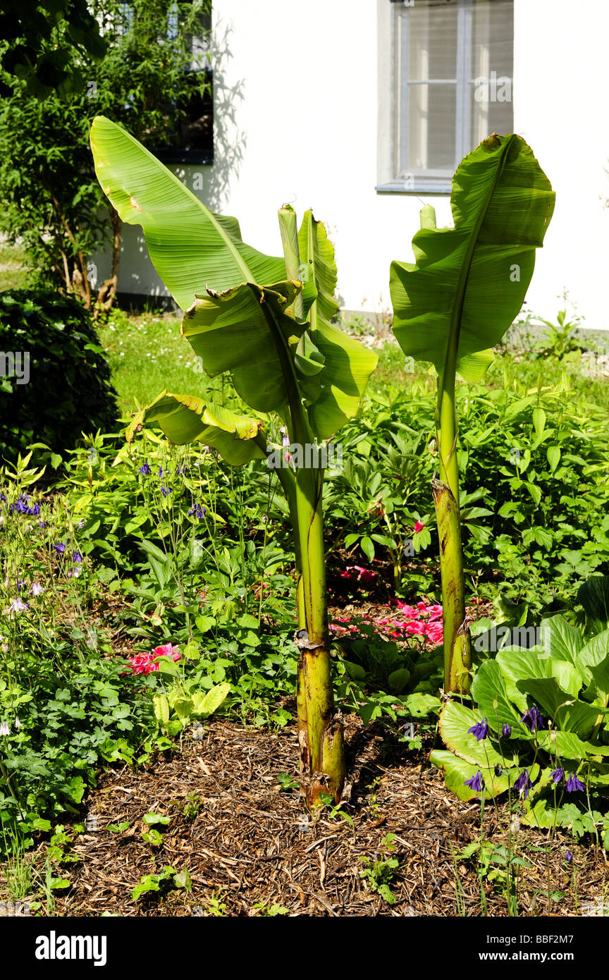 banana plants in garden Stock Photo - Alamy