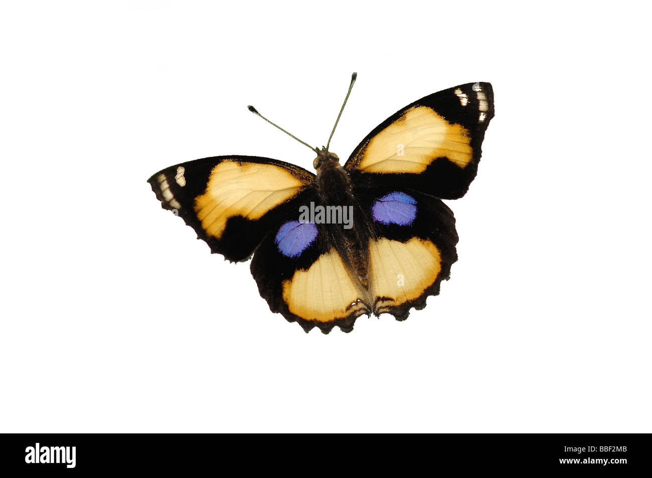 Yellow Pansy Butterfly junonia hierta in the primary rainforest of Khao Sock National Park, Thailand Stock Photo