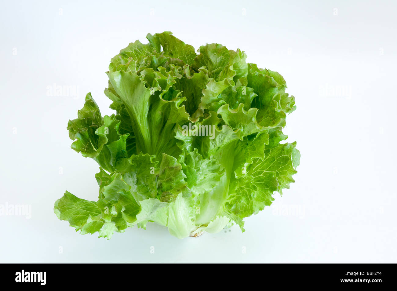A head of lettuce Stock Photo Alamy