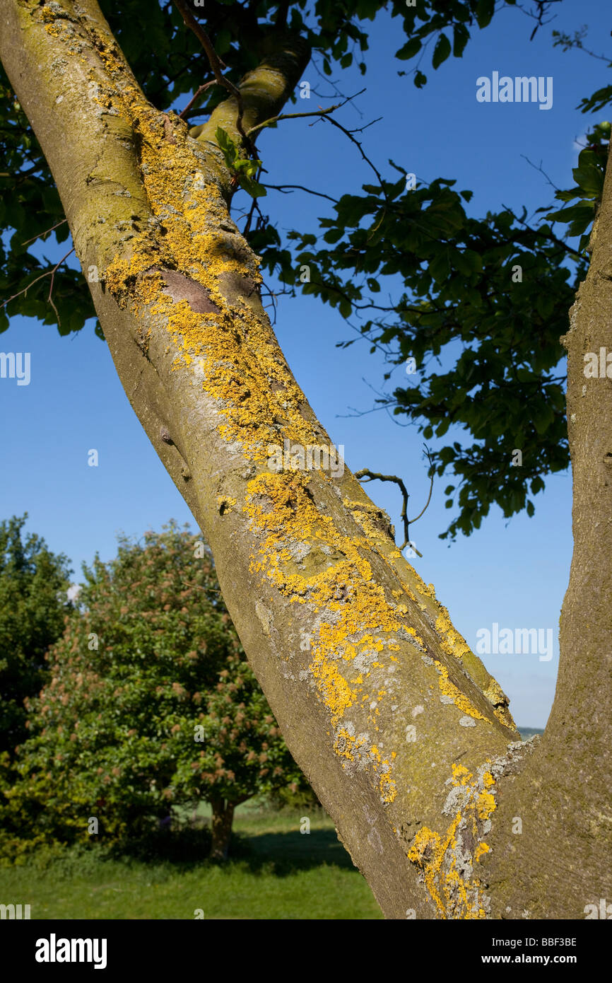 Xanthoria Lichens on tree bark Ashridge NT Stock Photo
