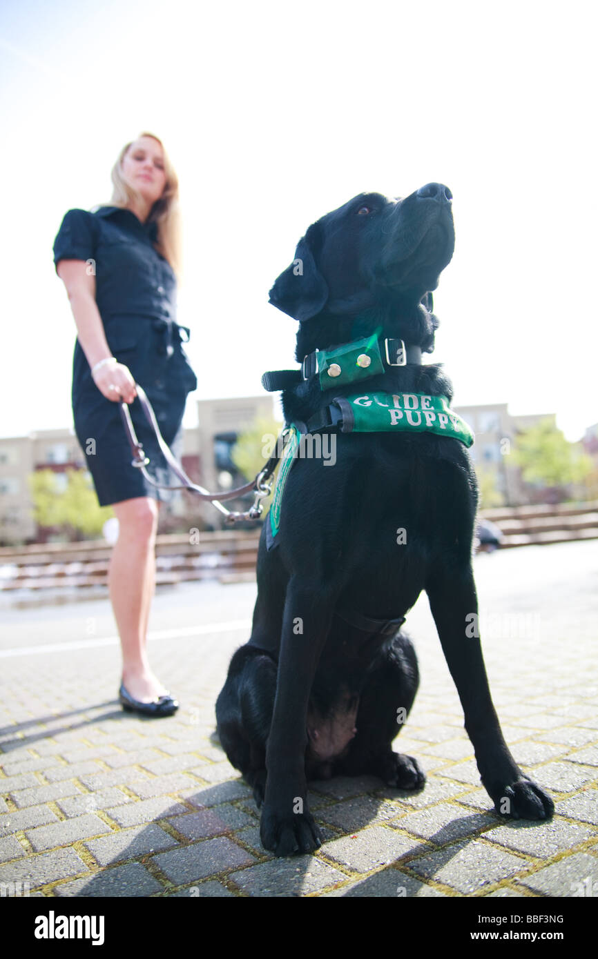 Guide dog hires stock photography and images Alamy