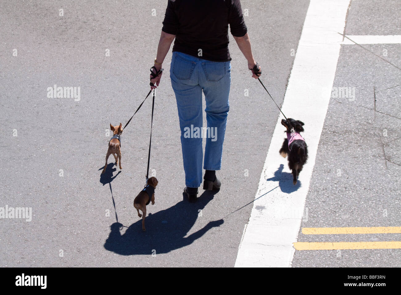 Woman three dogs hires stock photography and images Alamy