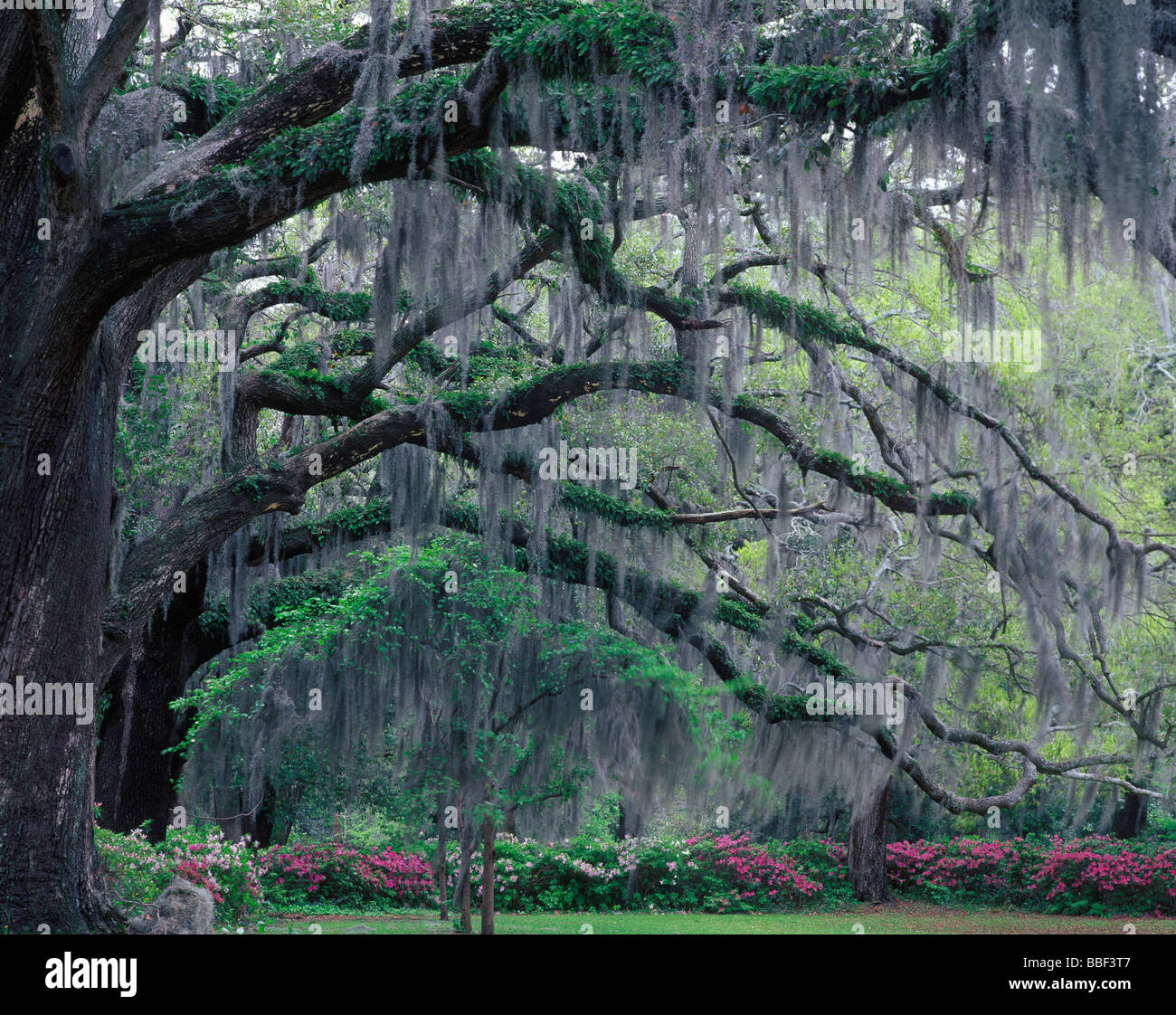 Moss hanging from an old live oak tree in Savannah Georgia Stock Photo -  Alamy