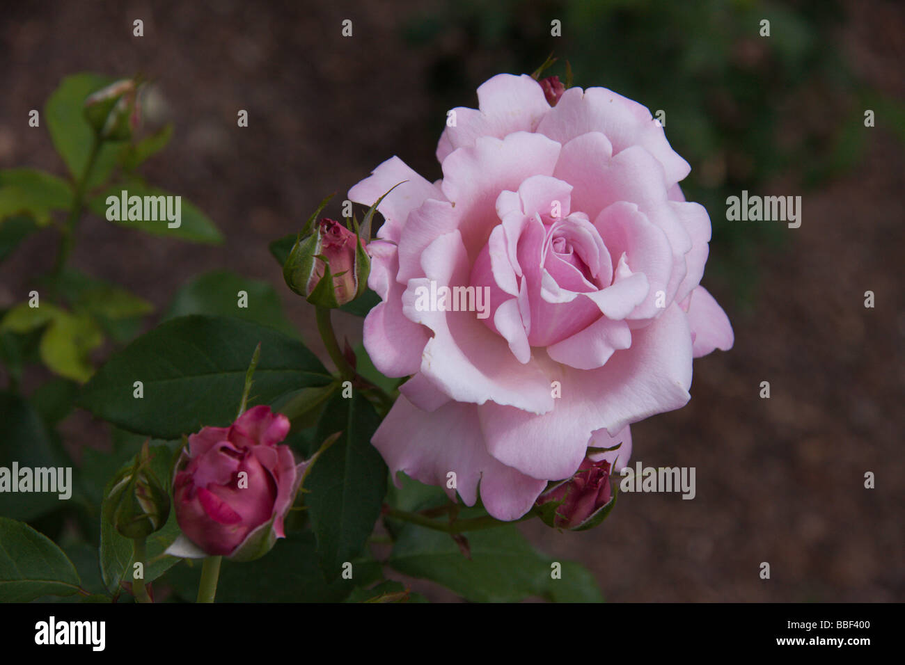 Roses at Duke Gardens, Durham NC USA Stock Photo Alamy