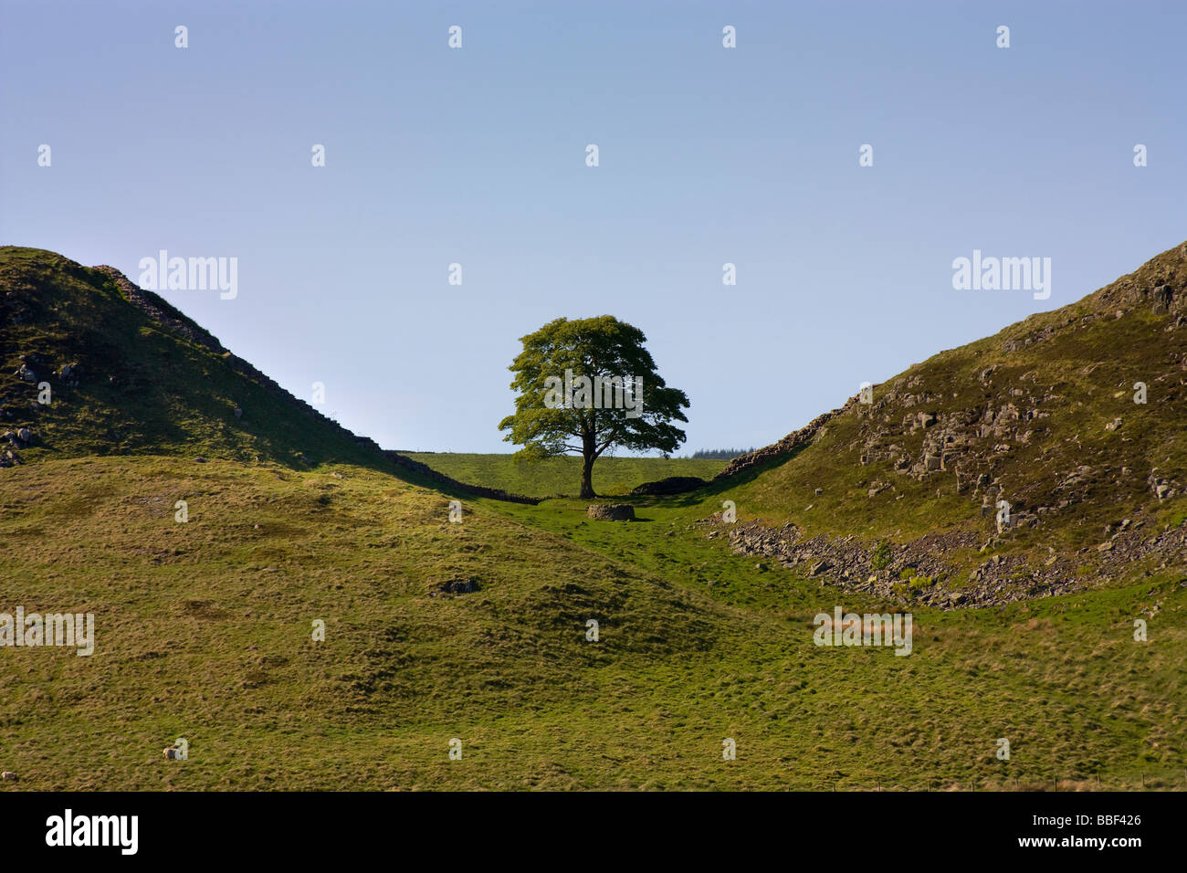 Sycamore Gap Hadrians Roman Wall, Northumberland. Also known as Kevins Tree from the movie Robin Hood Prince of Theives Stock Photo