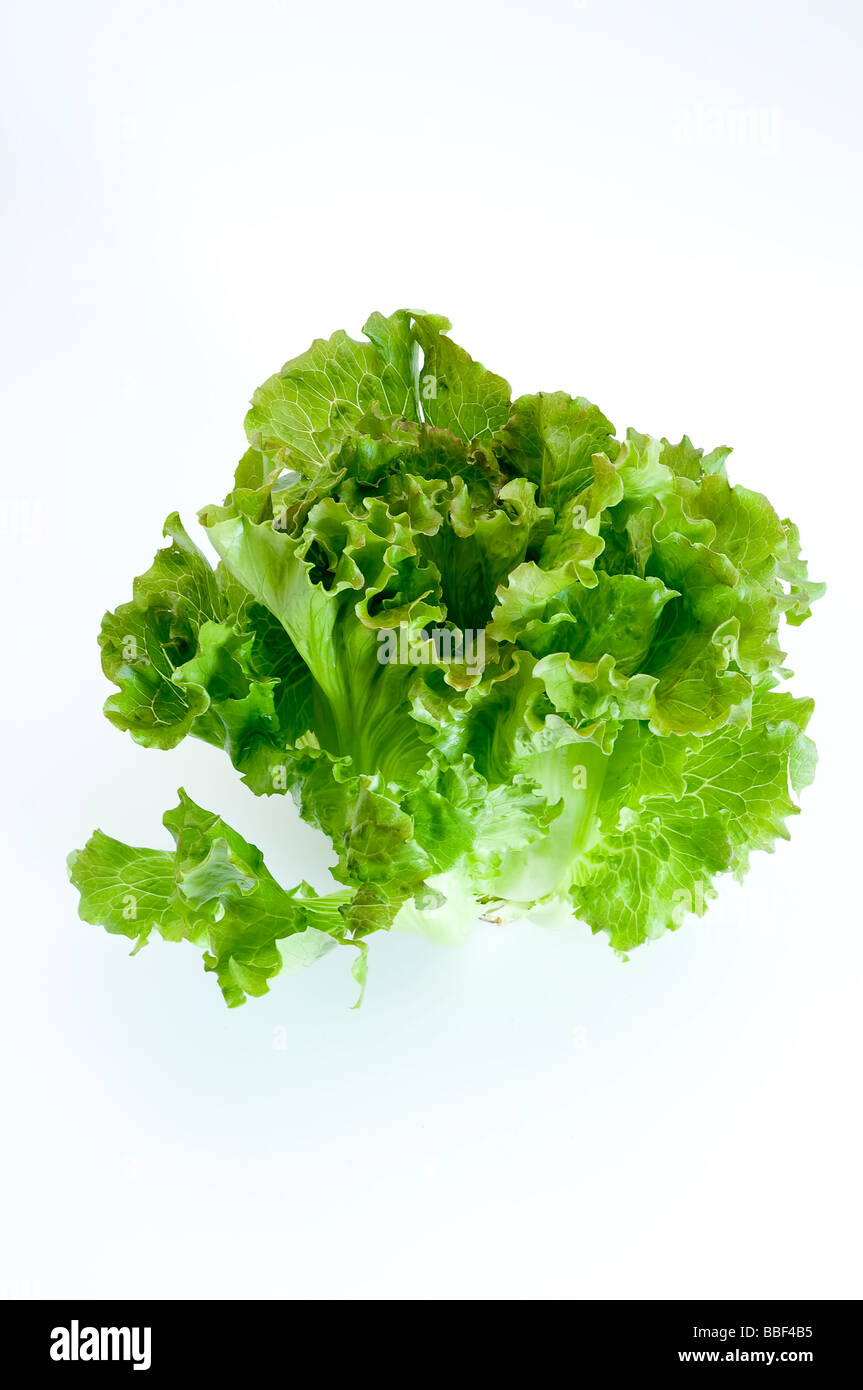 A head of lettuce Stock Photo Alamy
