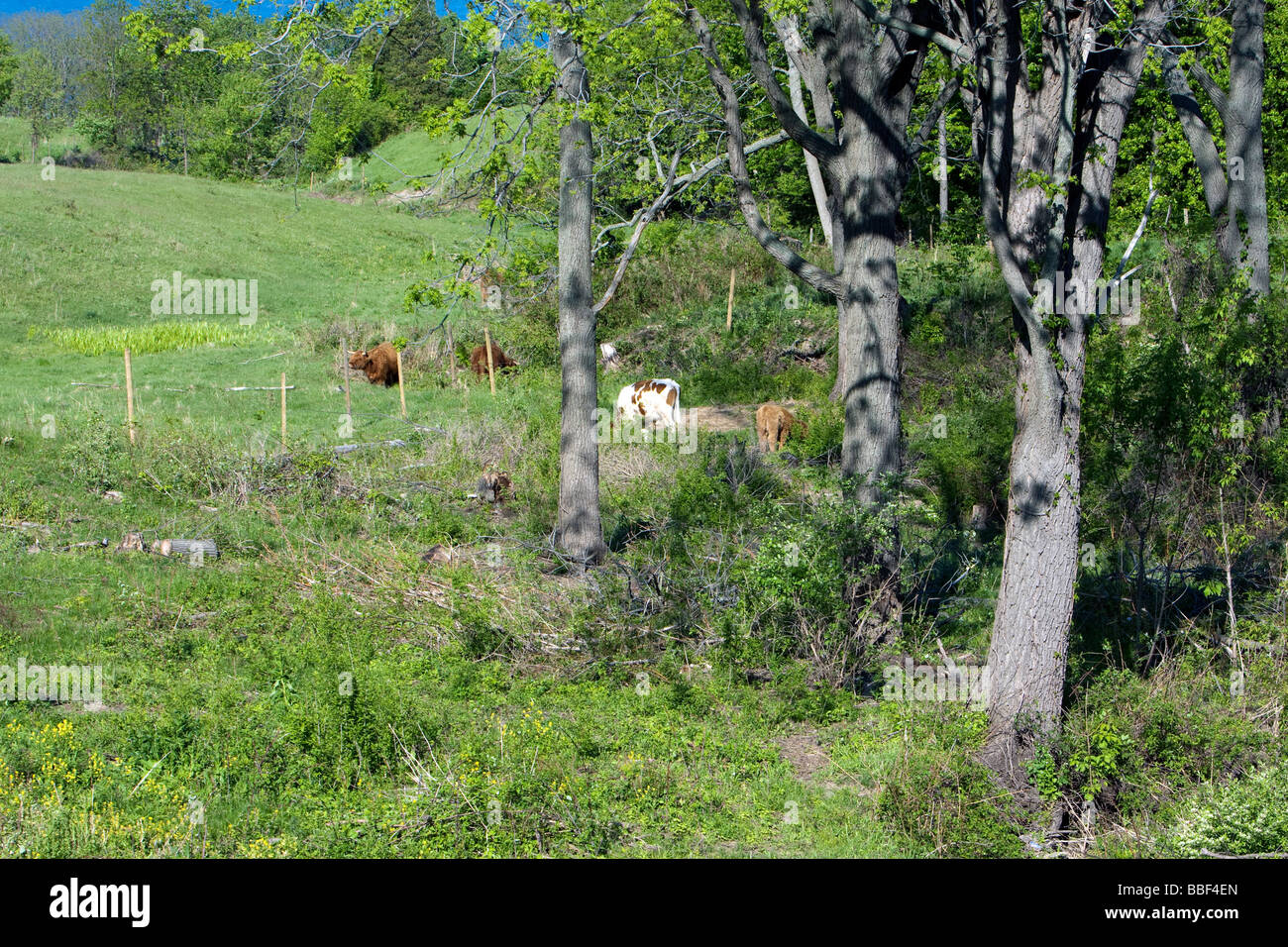 Farm pasture fence cows steers and trees Stock Photo - Alamy