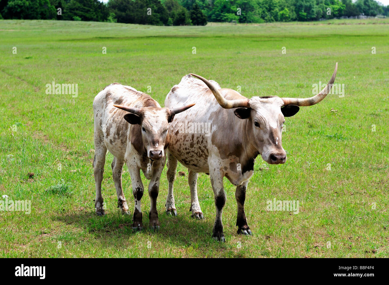 A Texas Longhorn cow and calf. Bos. Oklahoma, USA. Stock Photo