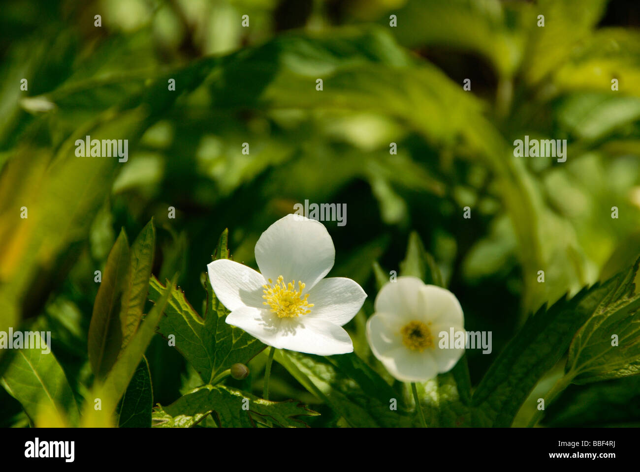 little white wildflowers Stock Photo