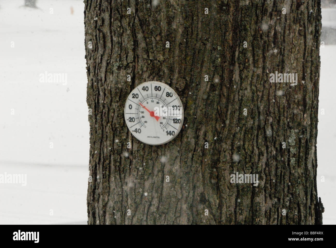 tree in winter with thermometer on it Stock Photo