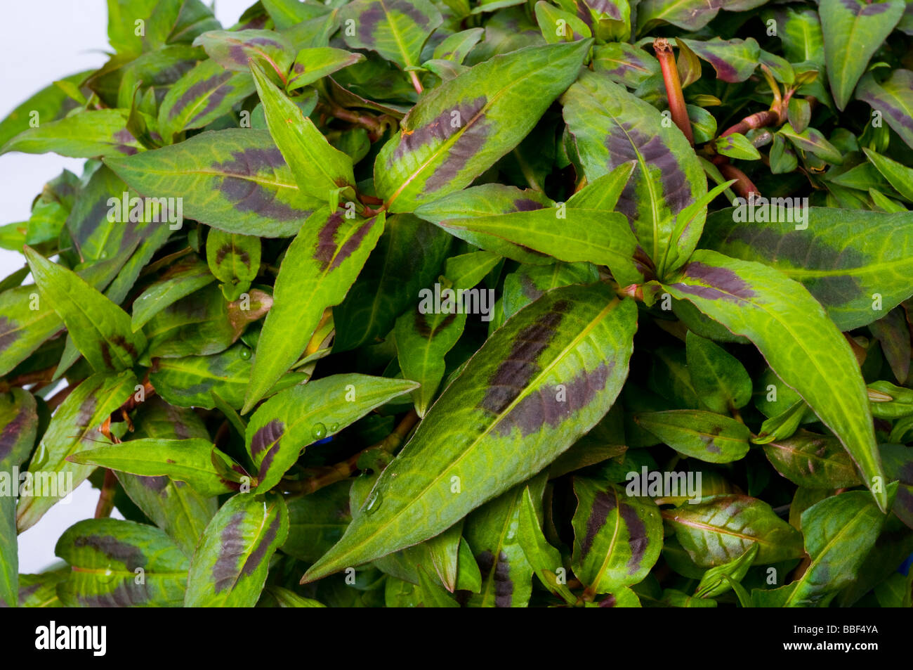 Vietnamese coriander or mint Persicaria odorata syn Polygonum odoratum
