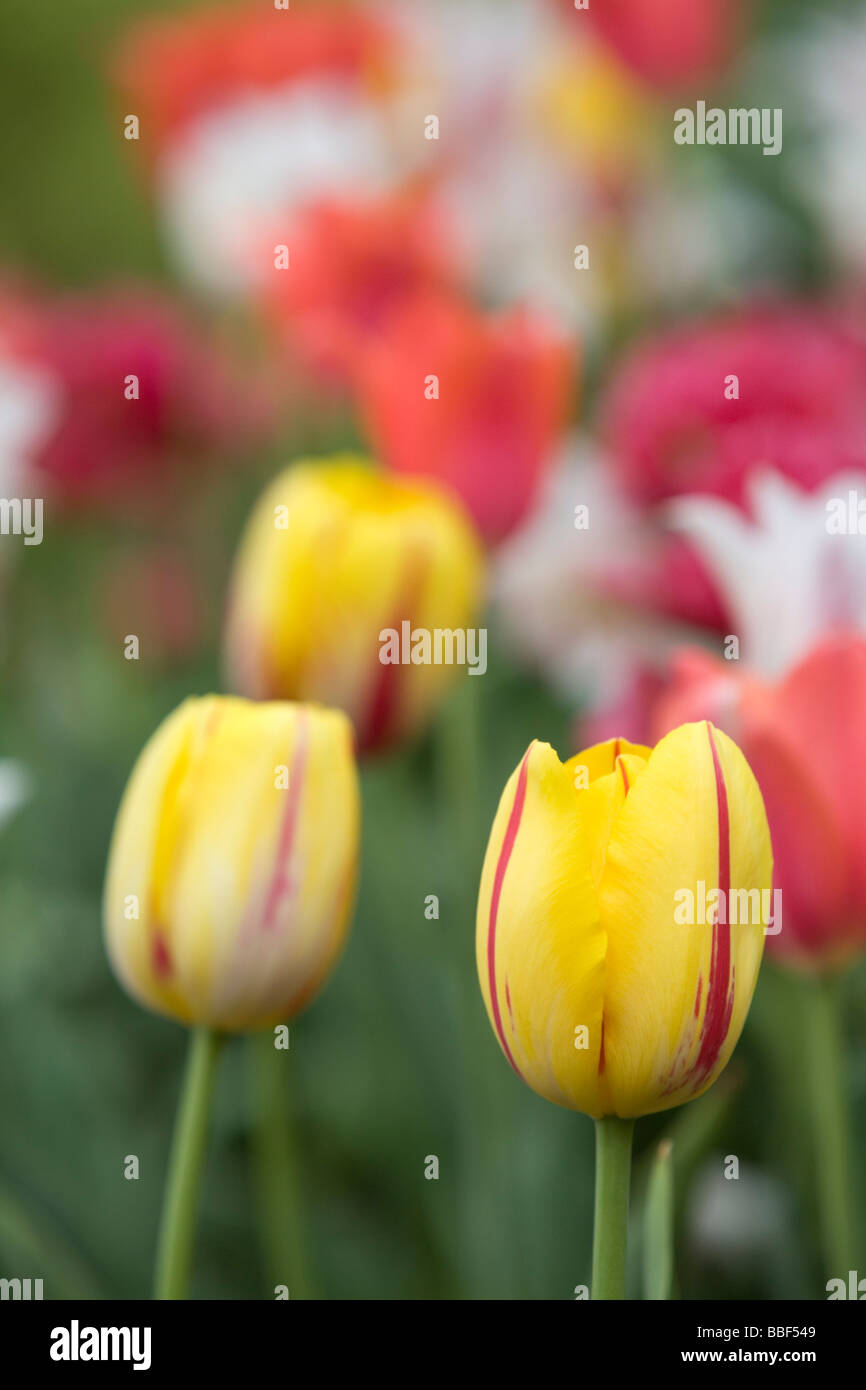 Tulips Stock Photo