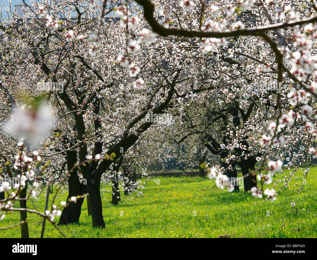 apricot blossom in Wachau Stock Photo Alamy