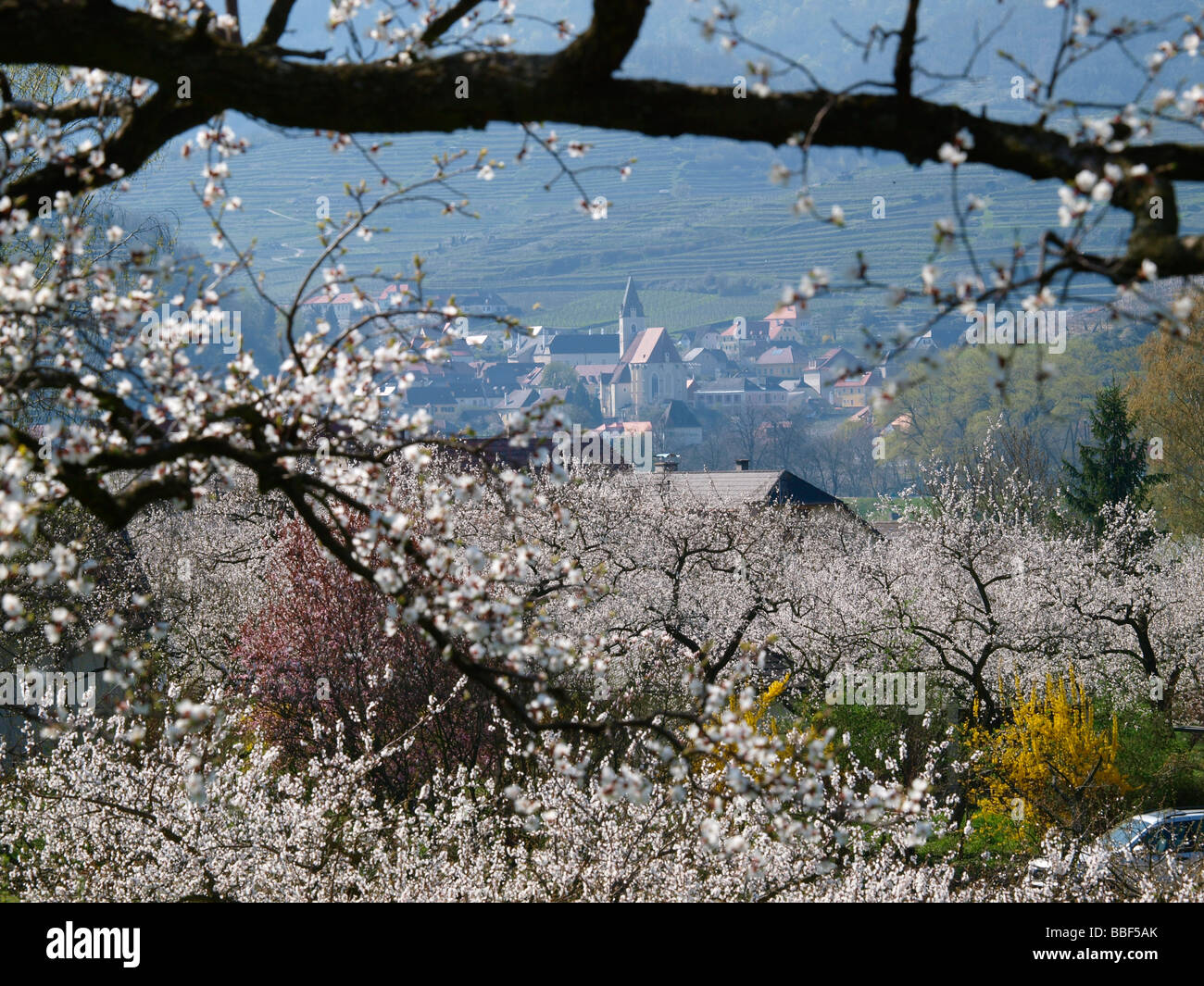apricot blossom in Wachau Stock Photo Alamy