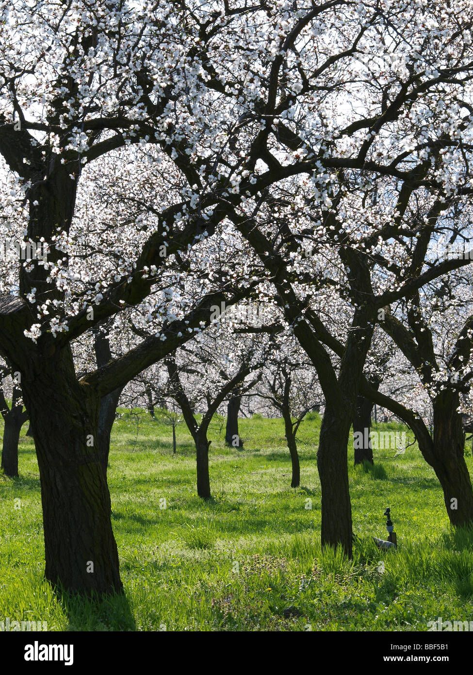 apricot blossom in Wachau Stock Photo Alamy