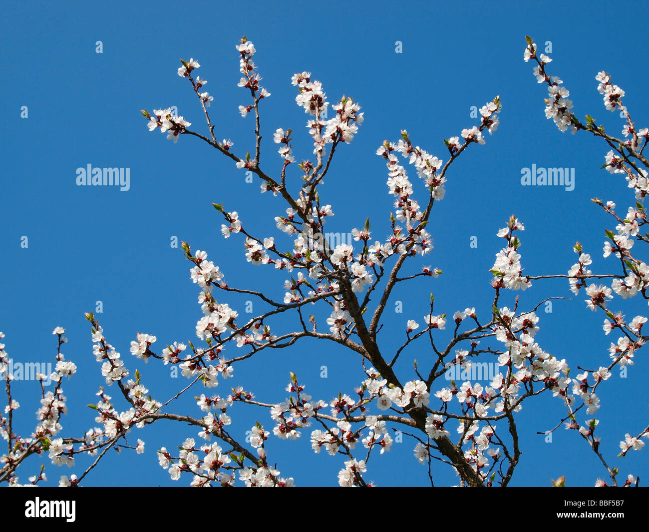 apricot blossom in Wachau Stock Photo Alamy
