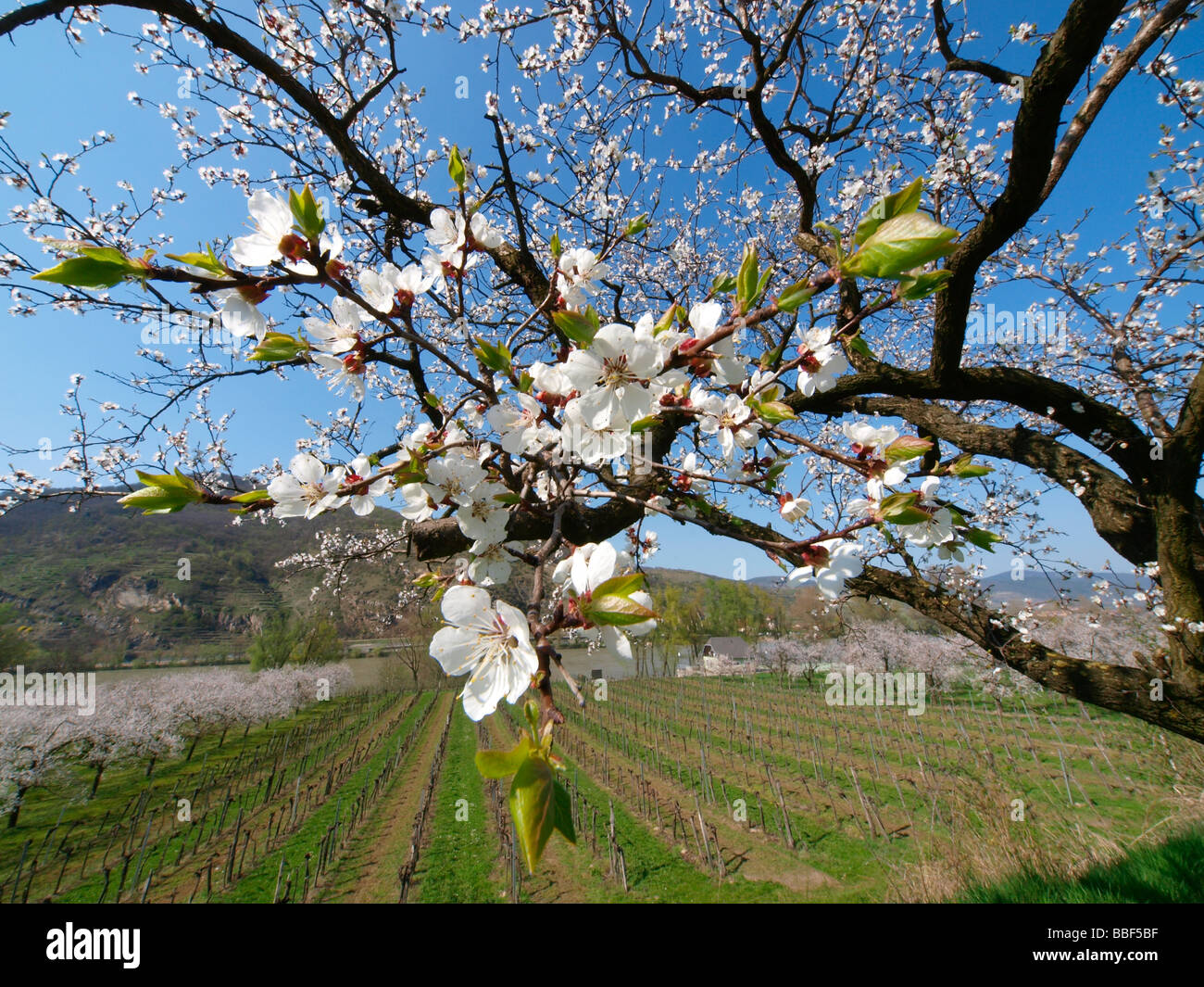 apricot blossom in Wachau Stock Photo Alamy