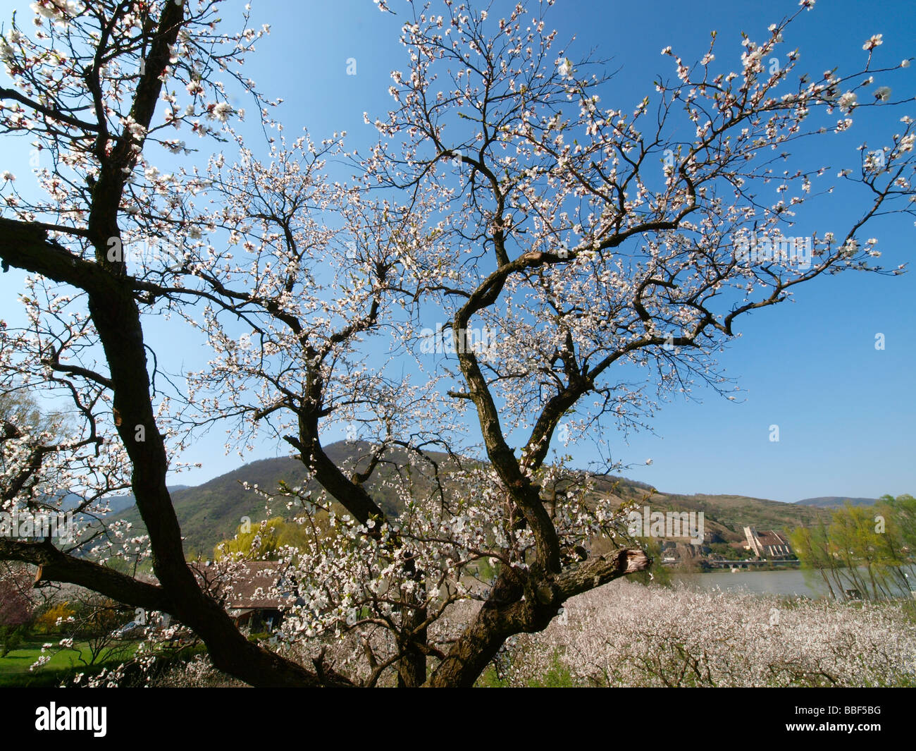 apricot blossom in Wachau Stock Photo Alamy