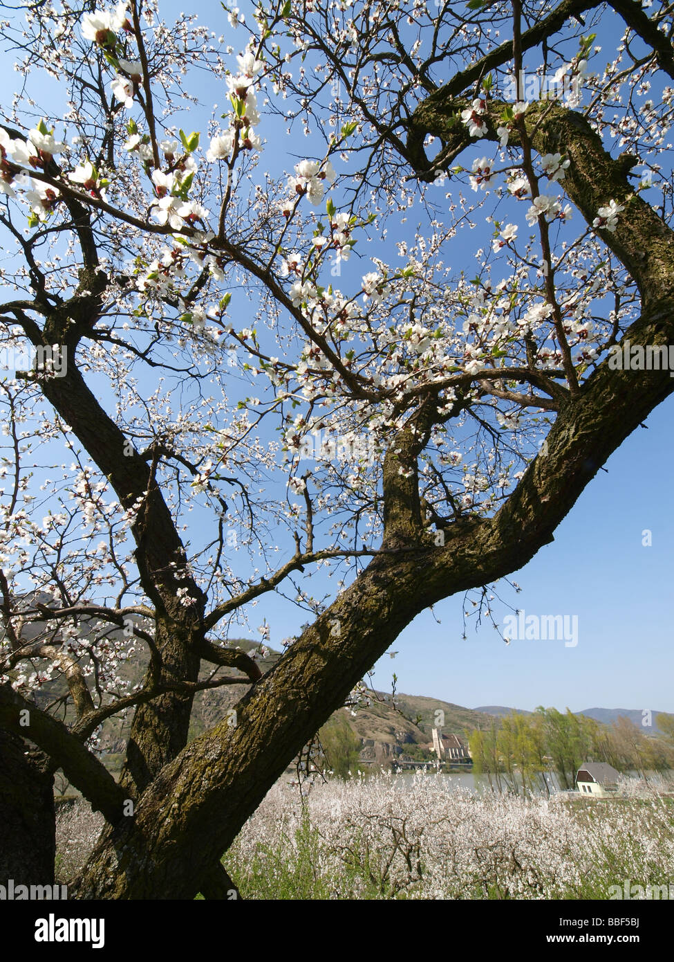Apricot blossom in wachau hires stock photography and images Alamy
