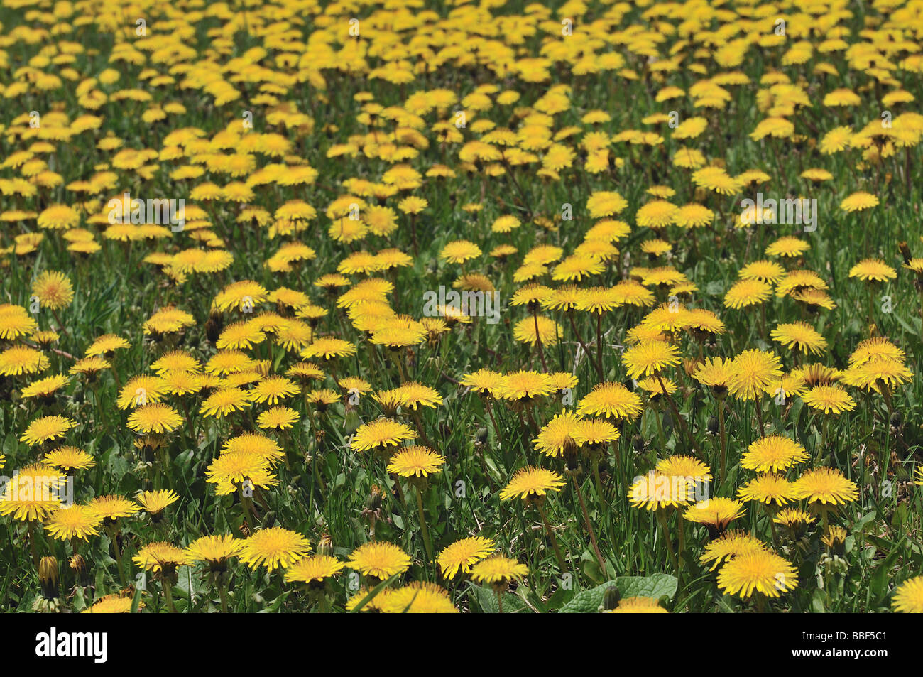Detailsofnaturegallery hi-res stock photography and images - Alamy