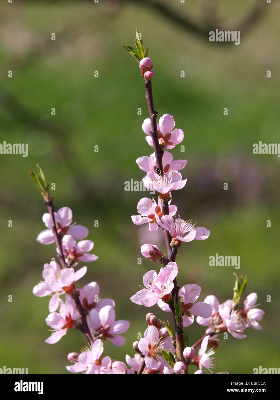peach trees in blossom Stock Photo Alamy