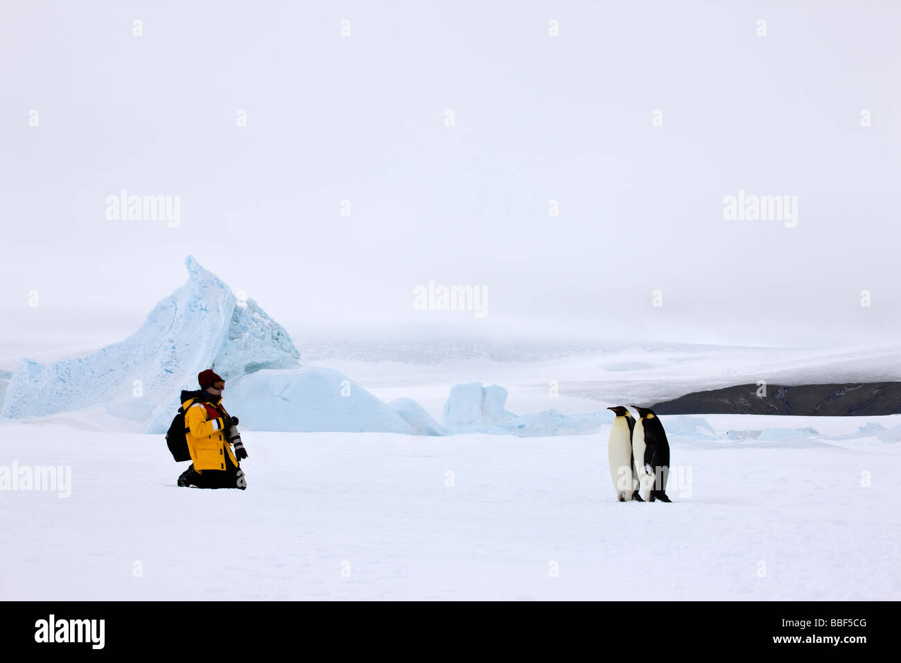 One Photographer with camera pauses in snow to photograph pair of Emperor penguins on Ice attached to Snow Hill Island in the Weddell Sea Antarctica Stock Photo