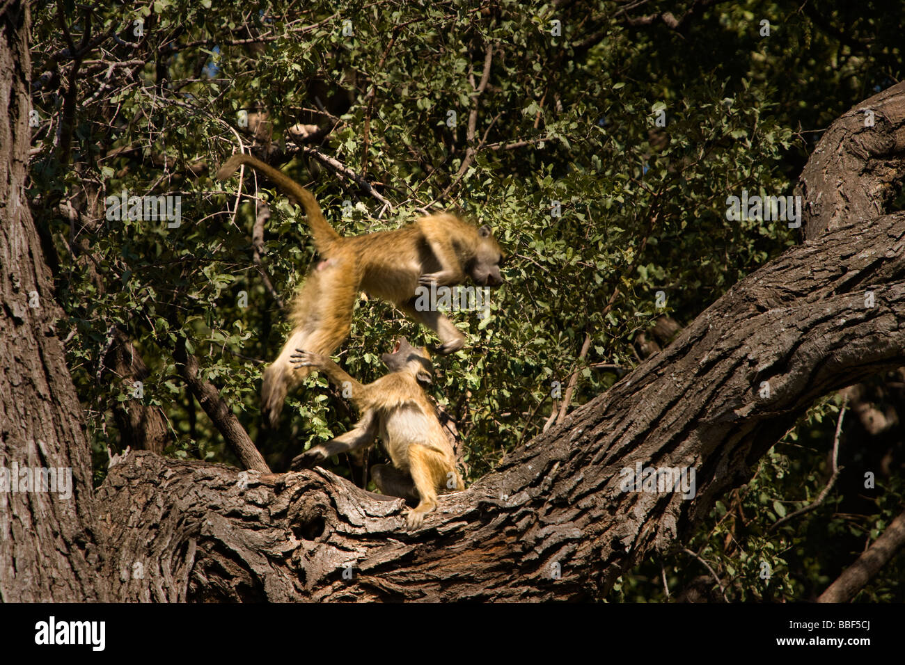 Funny pair of baboons jumping and talking in tree mouths wide open mid air, close up,  Botswana Africa Stock Photo