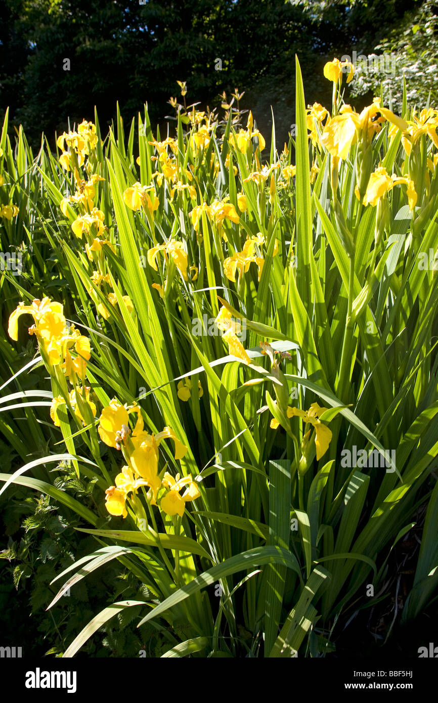 Yellow flag Iris plants Stock Photo Alamy