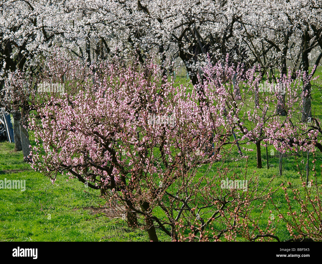 apricot blossom in Wachau Stock Photo Alamy