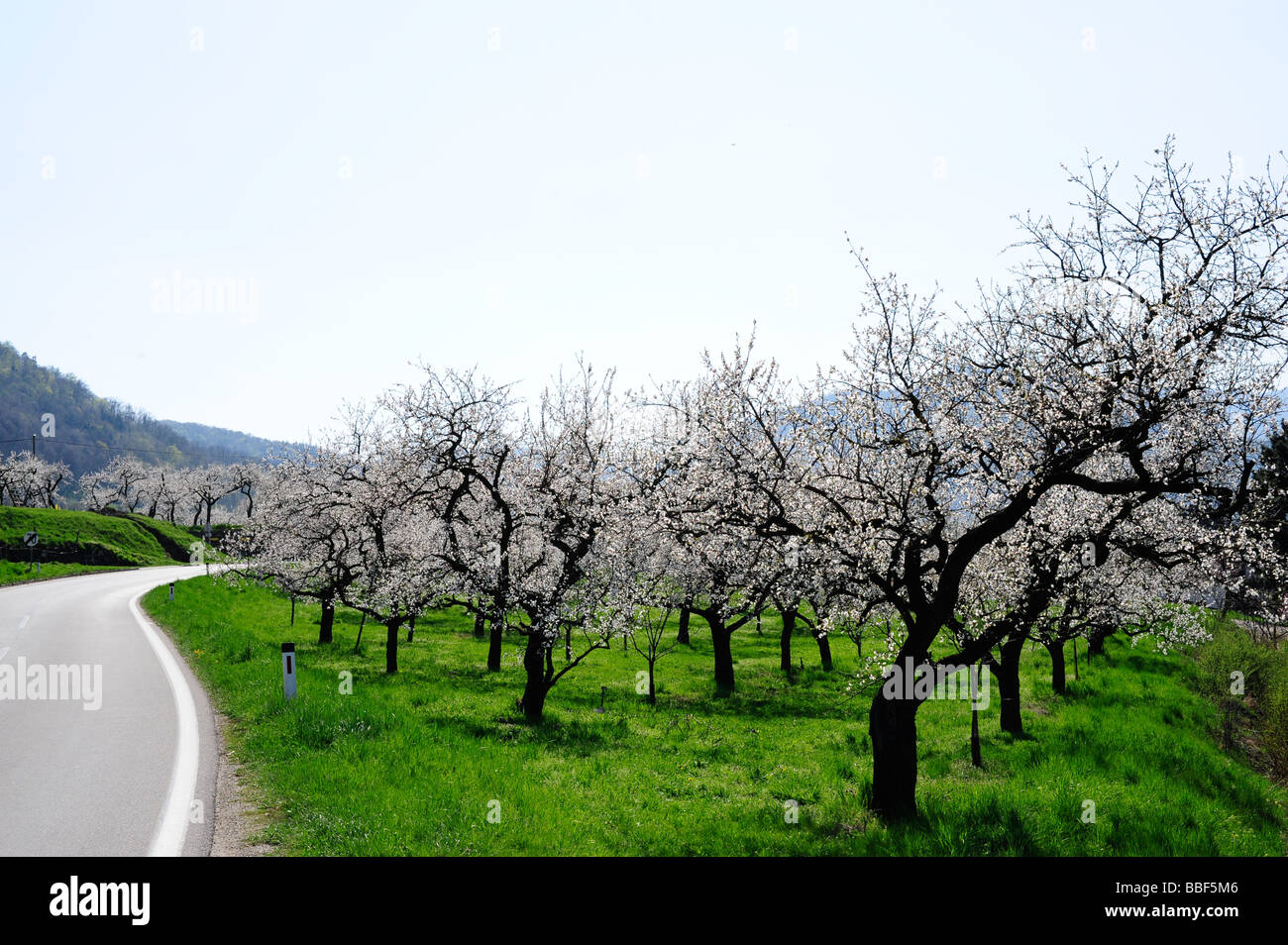 apricot blossom in Wachau Stock Photo Alamy