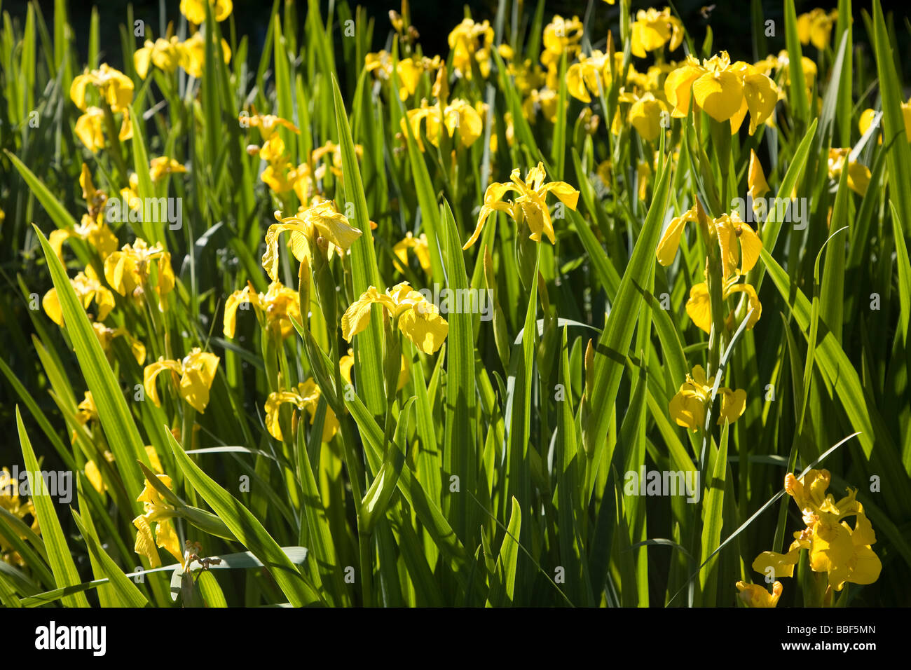 Yellow flag Iris plants Stock Photo Alamy