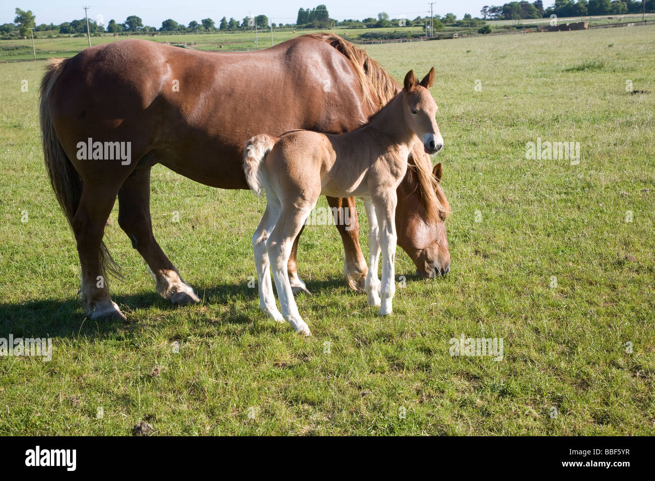Suffolk Punch horse breed newborn foal, Suffolk Punch Trust, Hollesley