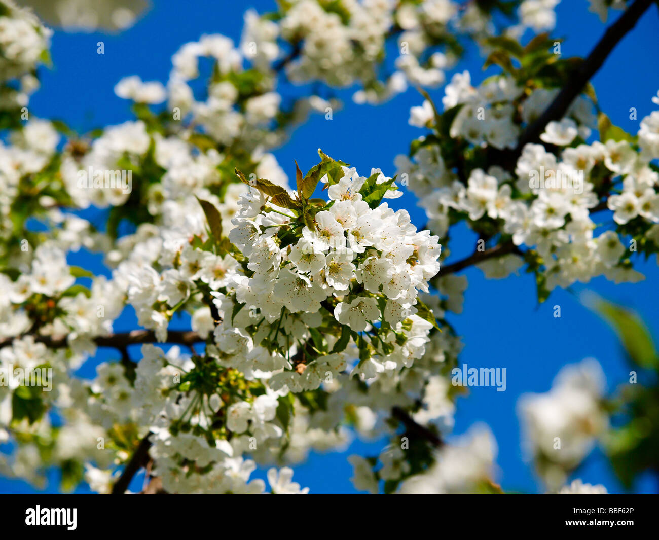 cherry tree, blossom Stock Photo