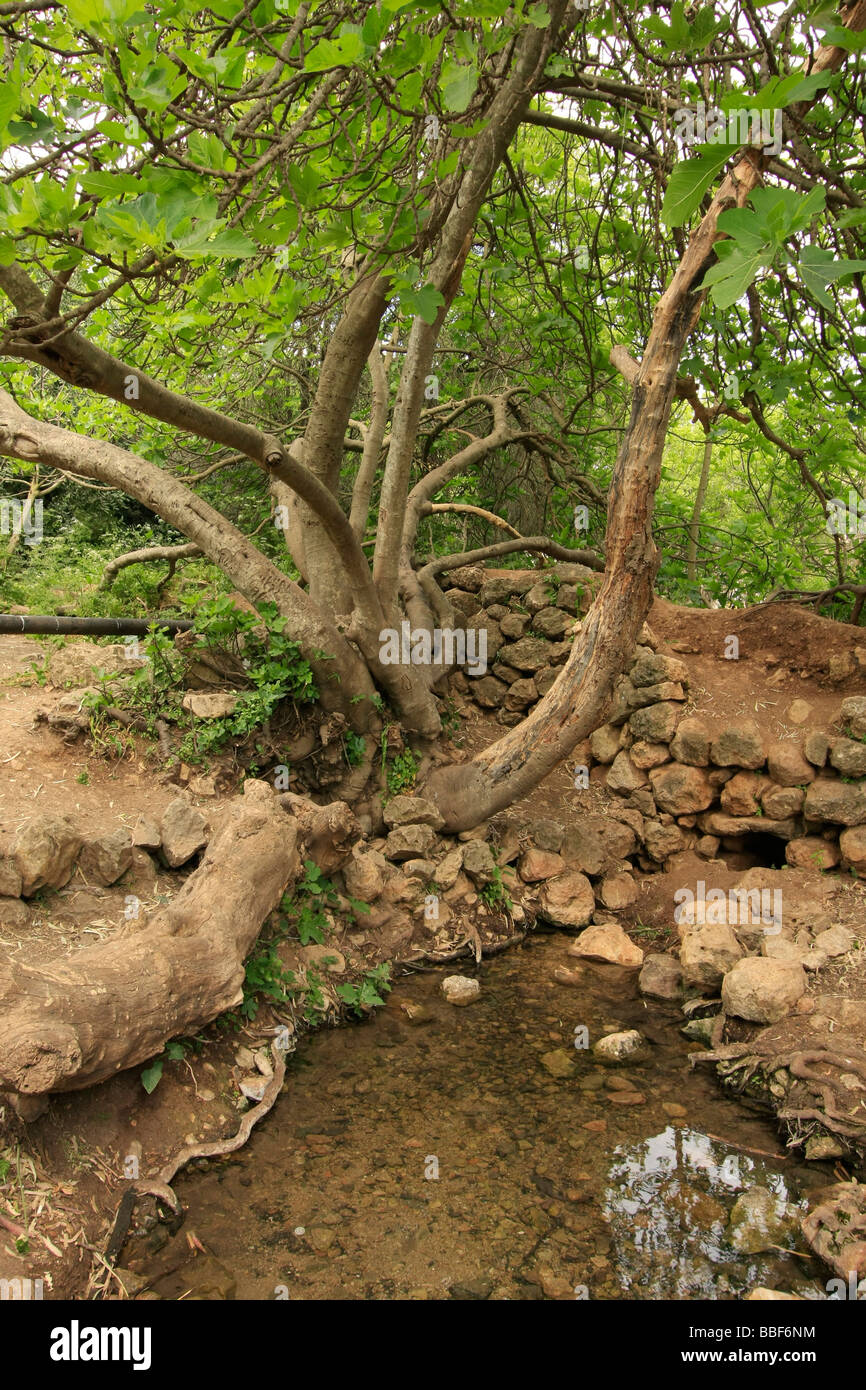 Israel Jerusalem Mountains Fig tree in Ein Mata Mata spring Stock Photo -  Alamy